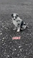Grace , a female Australian Shepherd and Poodle - Miniature  for sale in Webster, NY – Photo 7 of 8