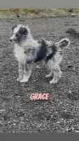 Grace , a female Australian Shepherd and Poodle - Miniature  for sale in Webster, NY – Photo 1 of 8