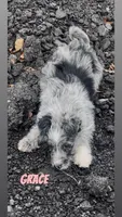 Grace , a female Australian Shepherd and Poodle - Miniature  for sale in Webster, NY – Photo 3 of 8