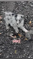 Grace , a female Australian Shepherd and Poodle - Miniature  for sale in Webster, NY – Photo 2 of 8