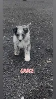 Grace , a female Australian Shepherd and Poodle - Miniature  for sale in Webster, NY – Photo 8 of 8