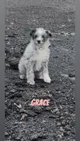 Grace , a female Australian Shepherd and Poodle - Miniature  for sale in Webster, NY – Photo 4 of 8