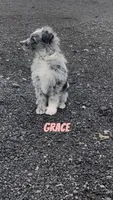 Grace , a female Australian Shepherd and Poodle - Miniature  for sale in Webster, NY – Photo 5 of 8