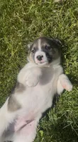 Bryce, a male Norwegian Elkhound and Miniature Australian Shepherd for sale in East Rochester, NY – 7 of 7