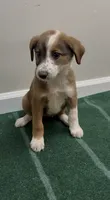 Daisy, a female Australian Shepherd and Border Collie for sale in East Rochester, NY – 4 of 6