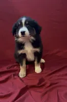 Stacy, a female Australian Shepherd for sale in East Rochester, NY – 2 of 4