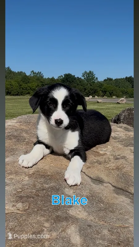 Blake  – Border Collie puppy for sale in East Rochester, NY
