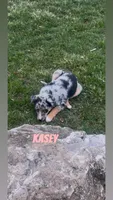 Kasey , a female Australian Shepherd and Poodle - Miniature  for sale in East Rochester, NY – Photo 1 of 8