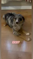 Kasey , a female Australian Shepherd and Poodle - Miniature  for sale in Webster, NY – Photo 5 of 7
