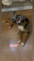 Kasey , a female Australian Shepherd and Poodle - Miniature  for sale in Webster, NY – Photo 3 of 7