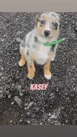 Kasey , a female Australian Shepherd and Poodle - Miniature  for sale in East Rochester, NY – Photo 2 of 8