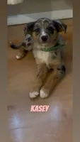 Kasey , a female Australian Shepherd and Poodle - Miniature  for sale in Webster, NY – Photo 2 of 7