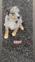 Kasey , a female Australian Shepherd and Poodle - Miniature  for sale in East Rochester, NY – Photo 3 of 8
