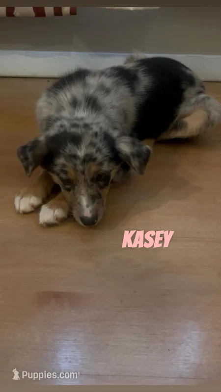 Kasey  – Australian Shepherd, Poodle - Miniature  puppy for sale in Webster, NY