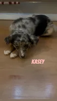 Kasey , a female Australian Shepherd and Poodle - Miniature  for sale in Webster, NY – Photo 1 of 7