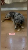 Kasey , a female Australian Shepherd and Poodle - Miniature  for sale in Webster, NY – Photo 4 of 7