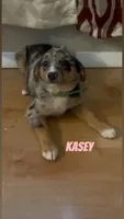 Kasey , a female Australian Shepherd and Poodle - Miniature  for sale in Webster, NY – Photo 7 of 7