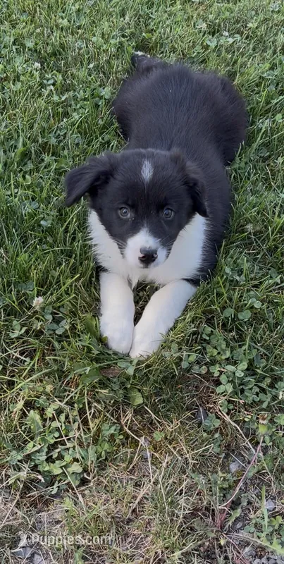 Kasey – Australian Shepherd puppy for sale in East Rochester, NY