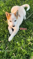 Daisy, a female Australian Cattle Dog for sale in East Rochester, NY – Photo 3 of 6