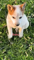 Daisy, a female Australian Cattle Dog for sale in East Rochester, NY – Photo 4 of 6