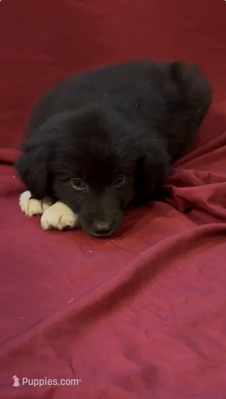Blade  – Australian Shepherd puppy for sale in East Rochester, NY