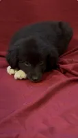 Blade , a male Australian Shepherd for sale in East Rochester, NY – 1 of 4