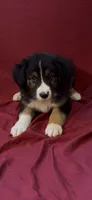 Bridges , a male Australian Shepherd for sale in East Rochester, NY – 3 of 4