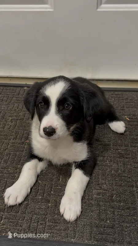 Blake  – Border Collie puppy for sale in East Rochester, NY