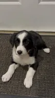 Blake , a male Border Collie for sale in East Rochester, NY – 1 of 6