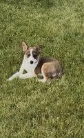 Chelly, a female Australian Shepherd and Border Collie for sale in East Rochester, NY – 3 of 4