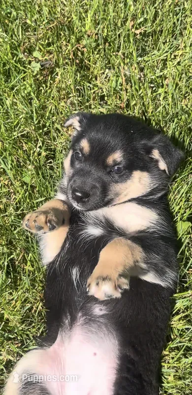 Becca  – Norwegian Elkhound, Miniature Australian Shepherd puppy for sale in East Rochester, NY