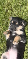 Becca , a male Norwegian Elkhound and Miniature Australian Shepherd for sale in East Rochester, NY – 3 of 3