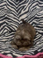 Bronny, a male Shih Tzu for sale in Webster, NY – Photo 1 of 4