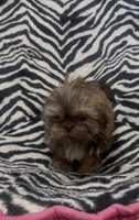 Bronny, a male Shih Tzu for sale in Webster, NY – Photo 4 of 4
