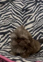 Bronny, a male Shih Tzu for sale in Webster, NY – Photo 2 of 4