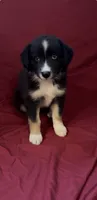 Kimmy, a female Australian Shepherd for sale in East Rochester, NY – 2 of 9