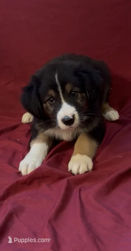 Bridges  – Australian Shepherd puppy for sale in East Rochester, NY