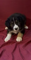Bridges , a male Australian Shepherd for sale in East Rochester, NY – 1 of 4