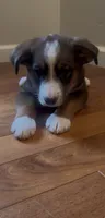 Greg , a male Australian Cattle Dog and Australian Shepherd for sale in East Rochester, NY – 4 of 5