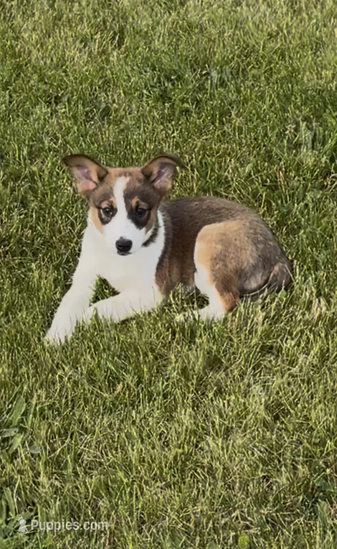 Chelly – Australian Shepherd, Border Collie puppy for sale in East Rochester, NY