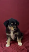 Brownie , a female Australian Shepherd for sale in East Rochester, NY – 4 of 4