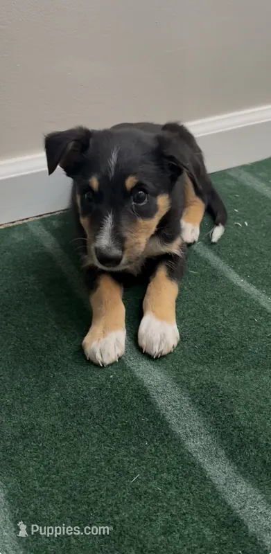 Tron – Australian Shepherd, Border Collie puppy for sale in East Rochester, NY