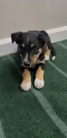 Tron, a male Australian Shepherd and Border Collie for sale in East Rochester, NY – 1 of 5