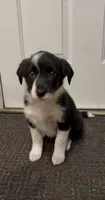 Lacy, a female Border Collie and Miniature American Shepherd for sale in East Rochester, NY – 3 of 8