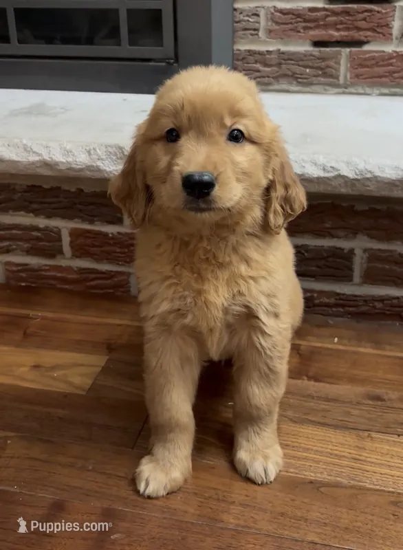 Rover  – Golden Retriever puppy for sale in East Rochester, NY