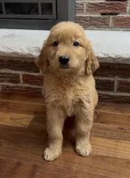 Rover , a male Golden Retriever for sale in East Rochester, NY – 1 of 4