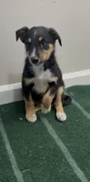 Tron, a male Australian Shepherd and Border Collie for sale in East Rochester, NY – 5 of 5