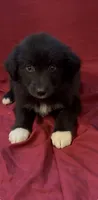 Blade , a male Australian Shepherd for sale in East Rochester, NY – 2 of 4