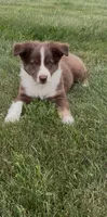 Ryan, a male Miniature Australian Shepherd for sale in East Rochester, NY – 3 of 10