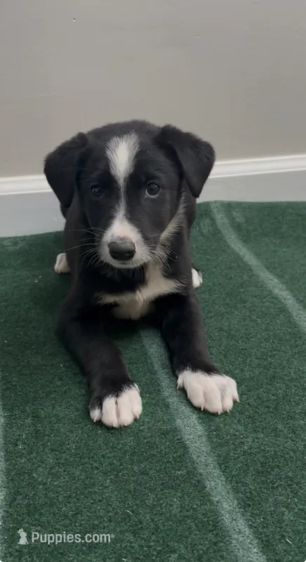 Tyler  – Border Collie puppy for sale in East Rochester, NY